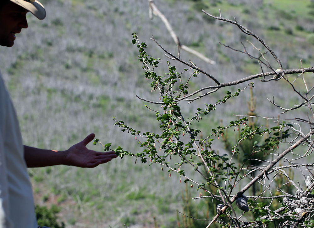 Ribes thacherianum (Santa cruz island gooseberry), native California shrub