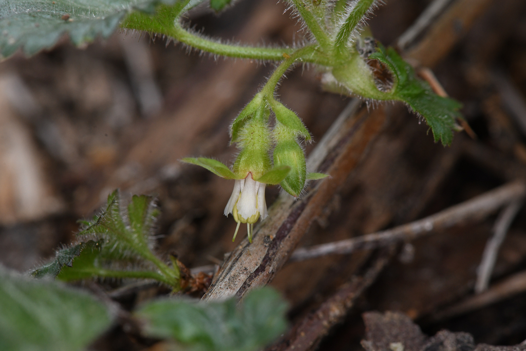 Ribes tularense (Sequoia gooseberry), native California shrub