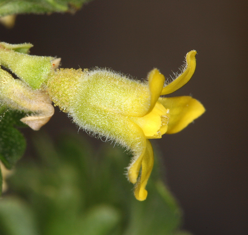 Ribes velutinum (Desert gooseberry), native California shrub