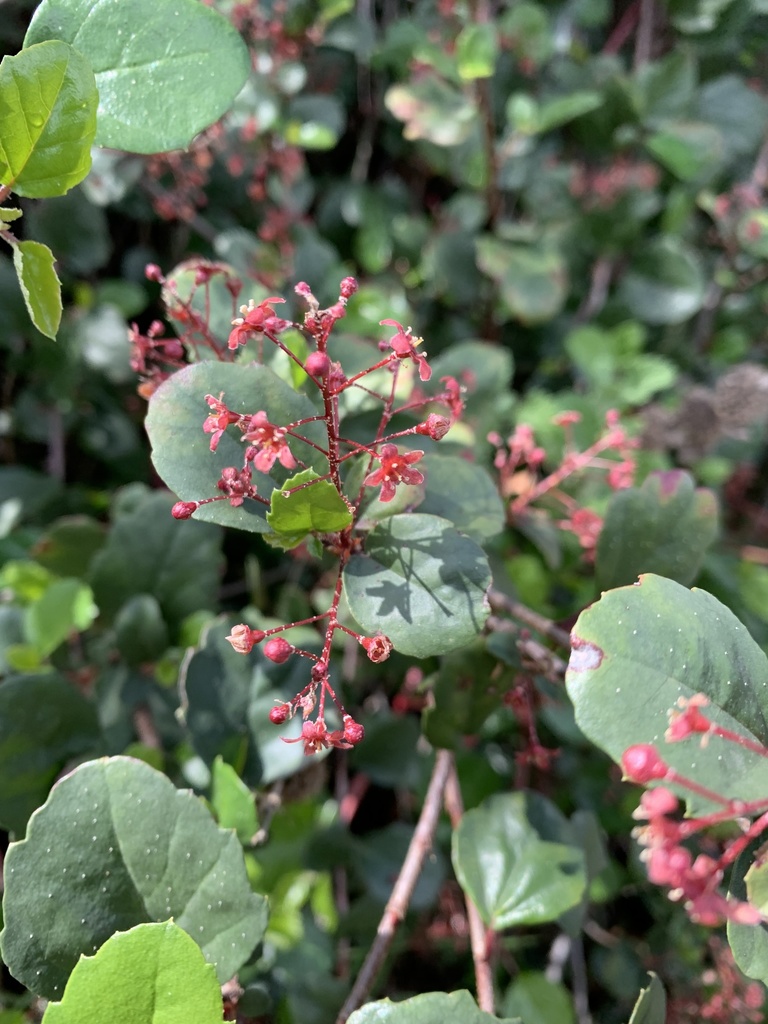 Ribes viburnifolium (Santa catalina island currant), native California shrub