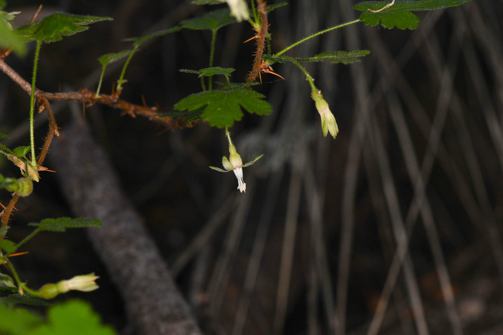 Ribes victoris (Victor's gooseberry), native California shrub
