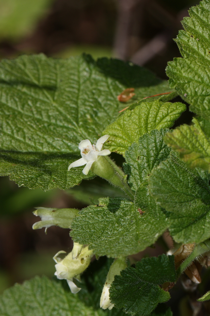 Ribes viscosissimum (Sticky currant), native California shrub