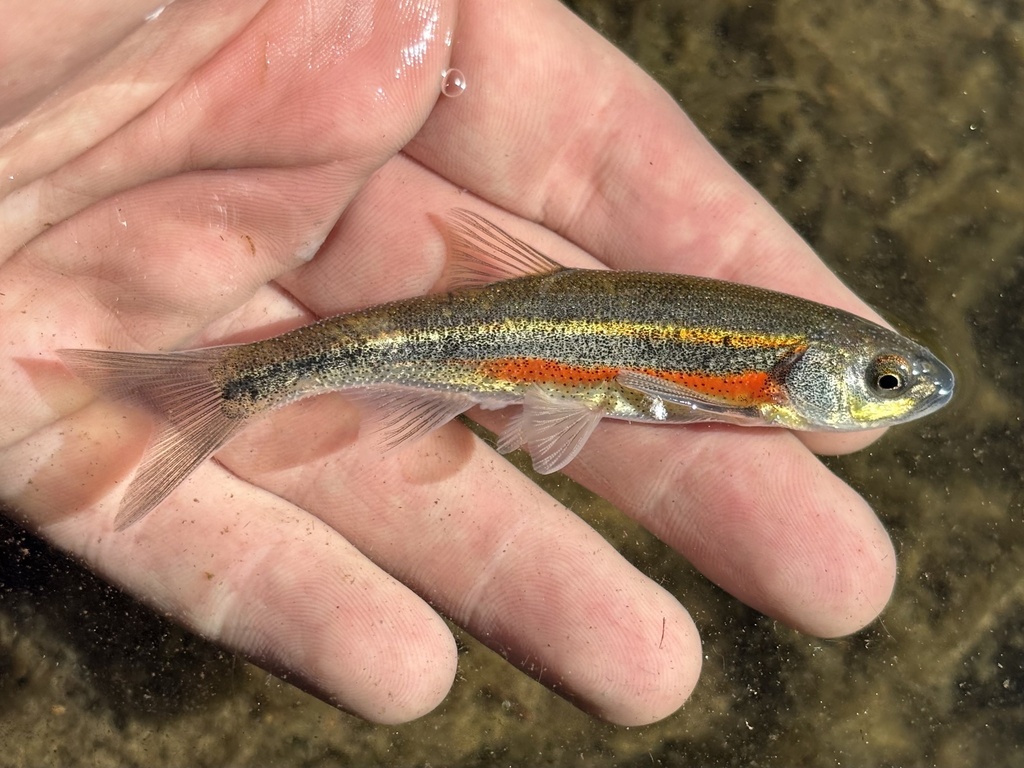 Richardsonius egregius (Lahontan redside), California species