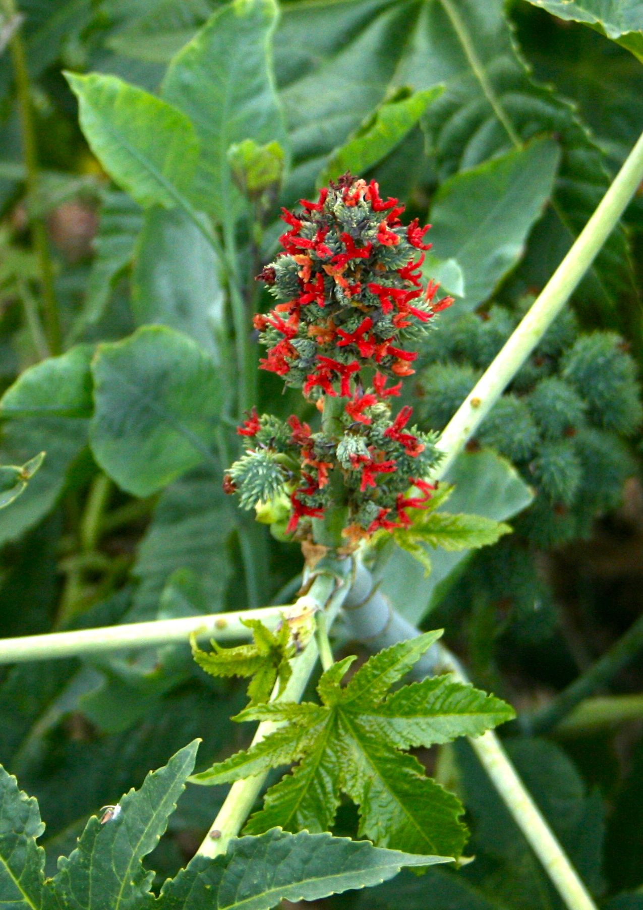 Ricinus communis (Castor bean), non-native California shrub / tree