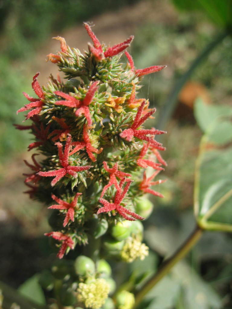Ricinus sp. (Castor bean), non-native California annual