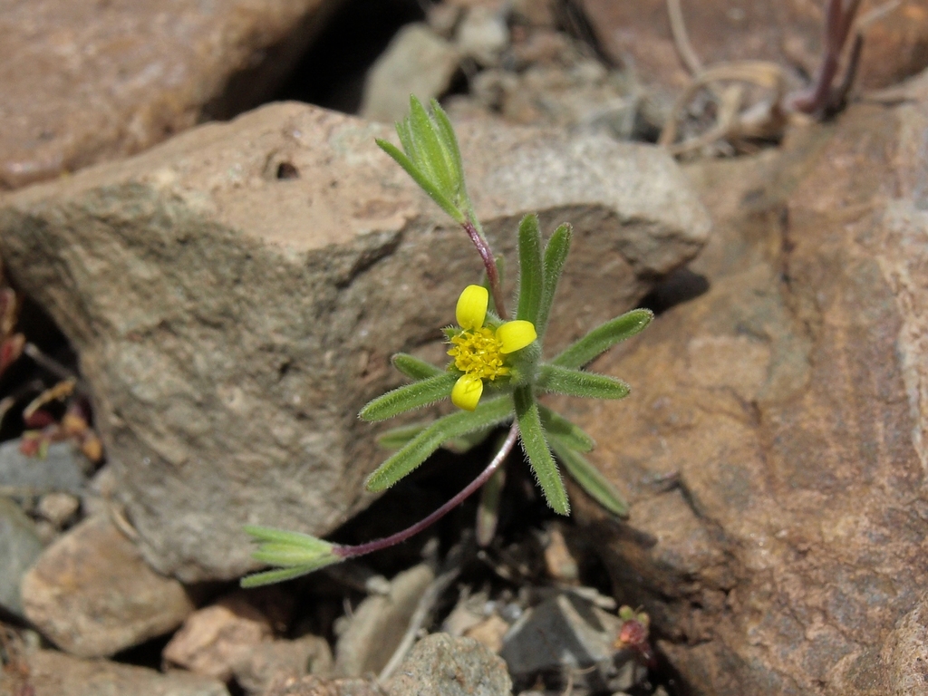 Rigiopappus leptocladus (Rigiopappus), native California herb