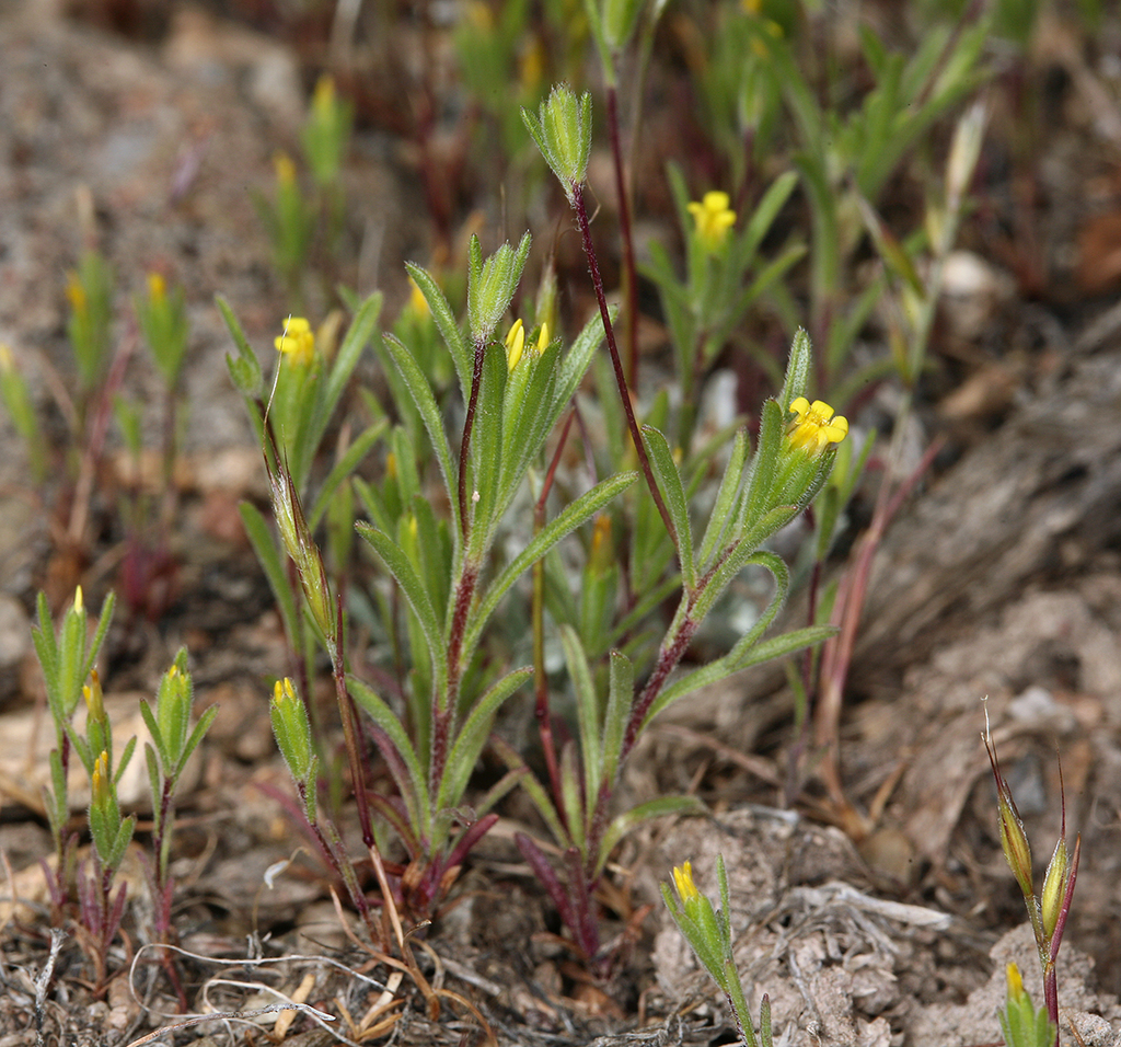 Rigiopappus sp., native California annual