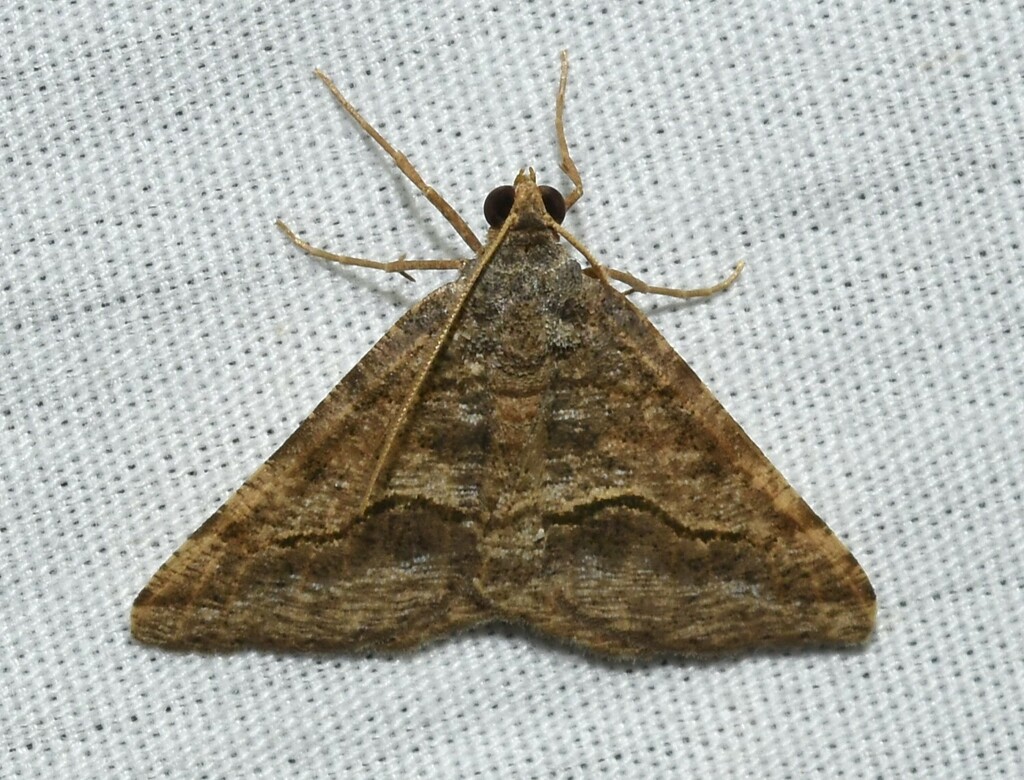 Rindgea cyda, California species