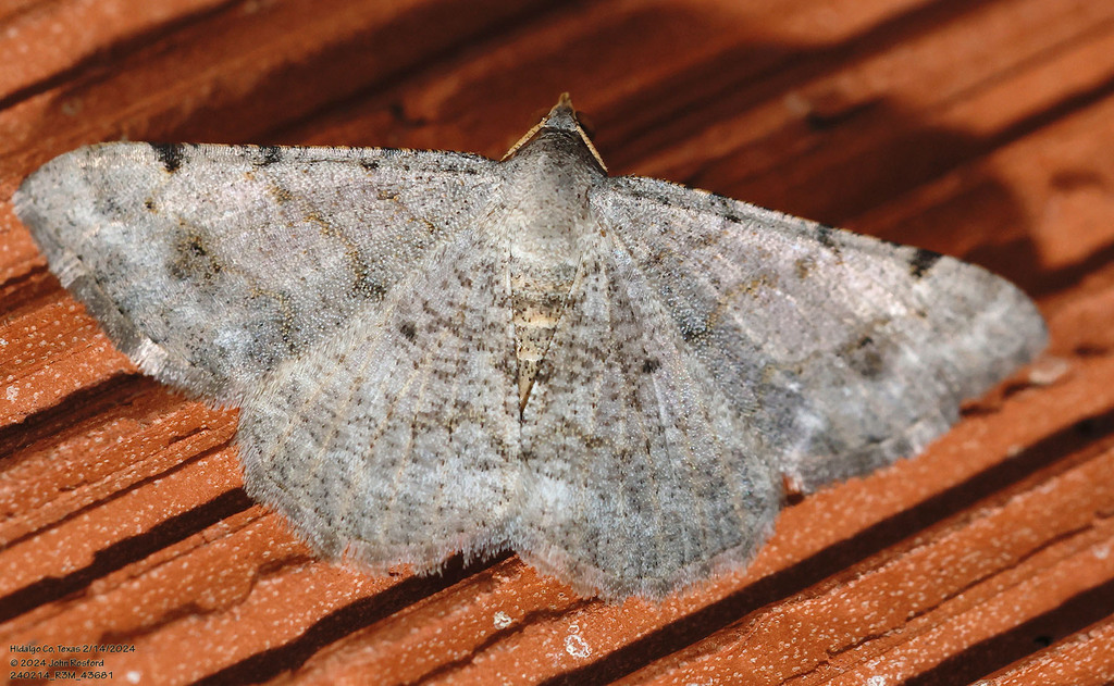 Rindgea prolificata, California species