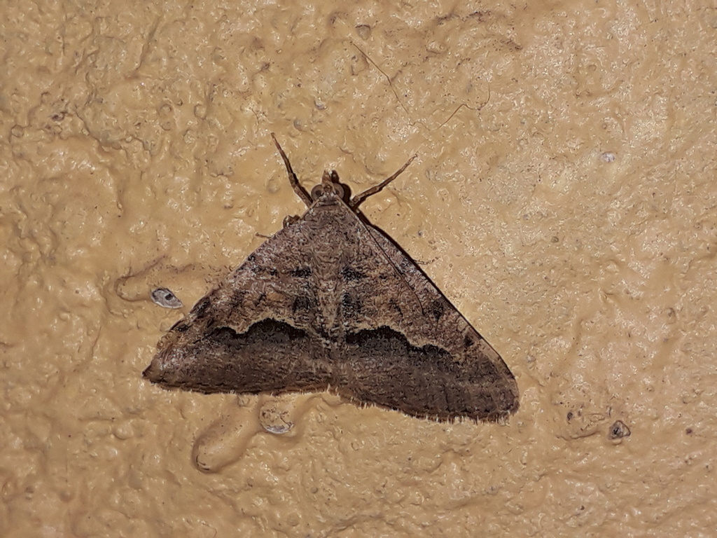 Rindgea s-signata (Signate Looper), California species