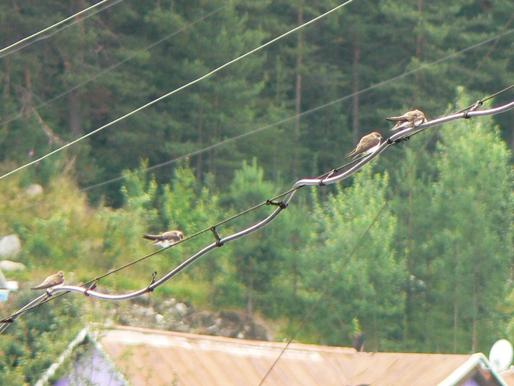 Riparia riparia (Bank swallow), California species