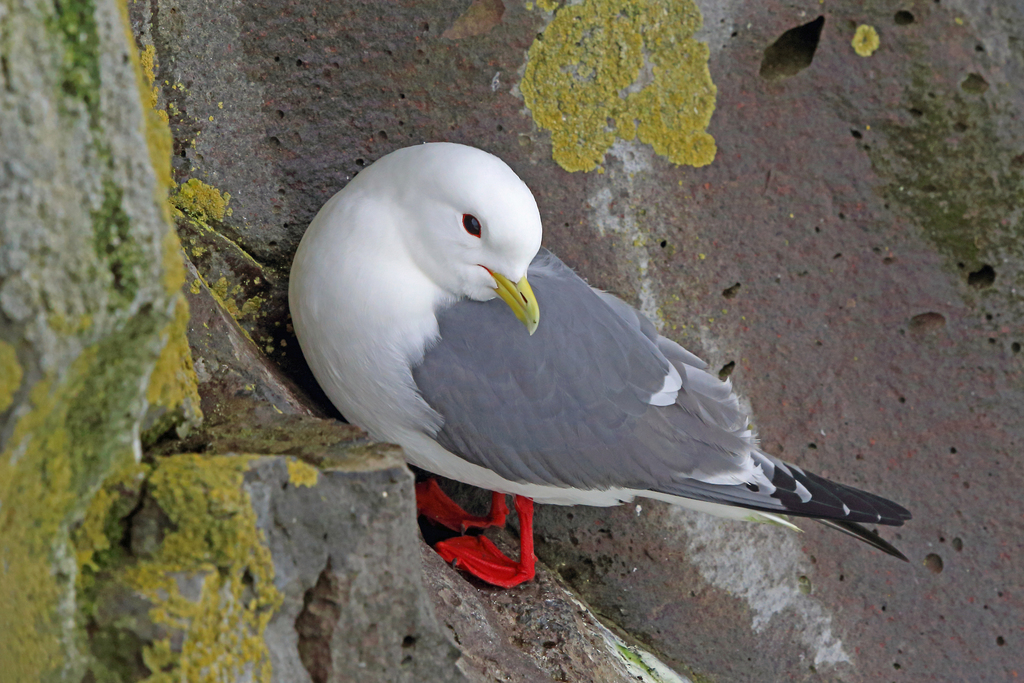 Rissa brevirostris (Red-legged Kittiwake), California species