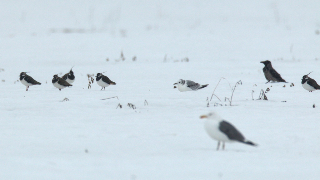 Rissa tridactyla (Black-legged Kittiwake), California species