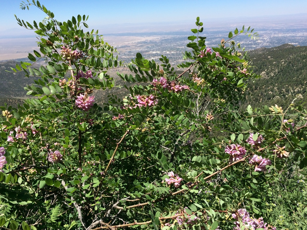 Robinia neomexicana (New mexico locust), native California shrub / tree