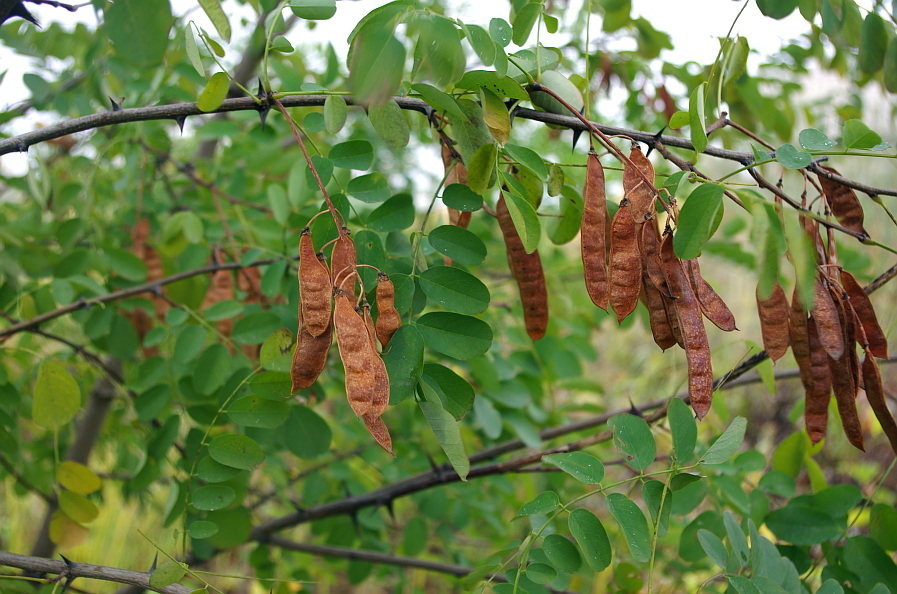 Robinia pseudoacacia (Black locust), non-native California tree