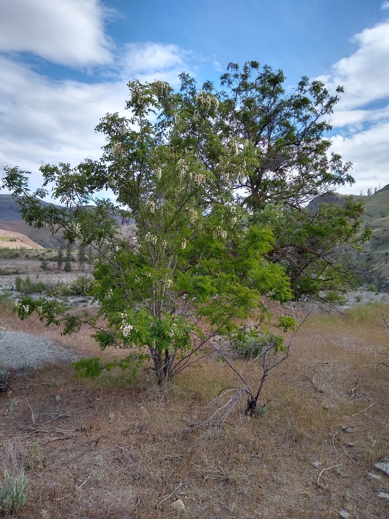 Robinia sp. (Locust), non-native California shrub