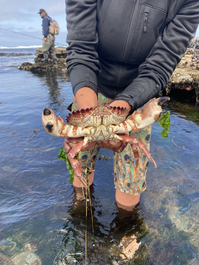 Romaleon antennarium (Pacific Rock Crab), California species