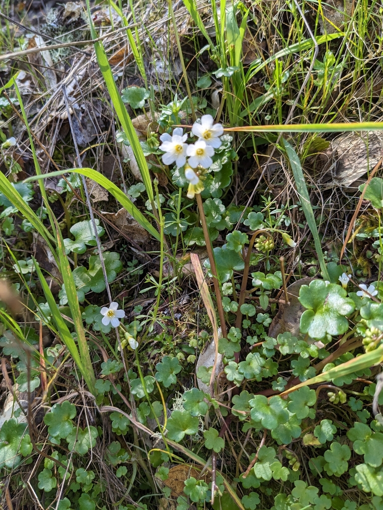 Romanzoffia californica (California mistmaiden), native California herb