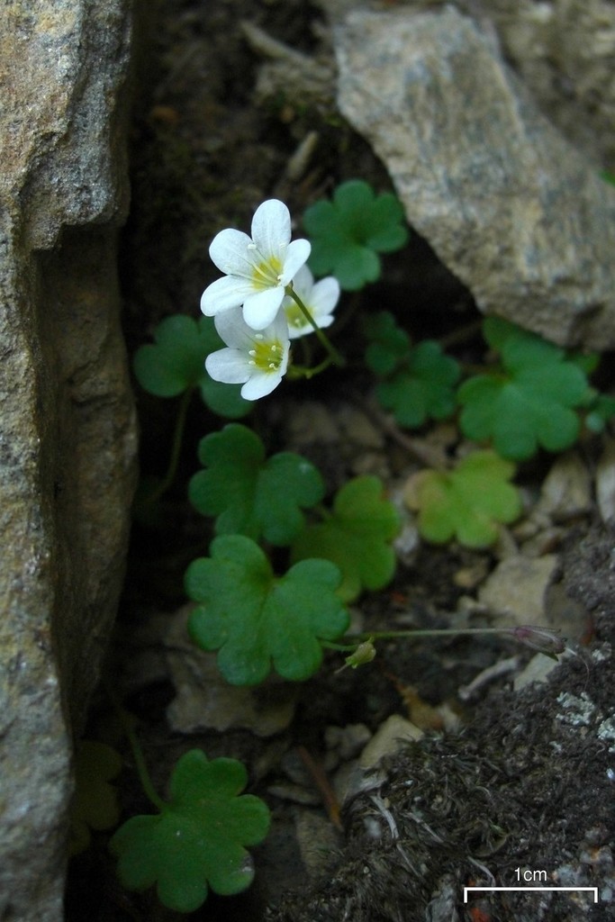 Romanzoffia sitchensis (Sitka mistmaid), native California herb