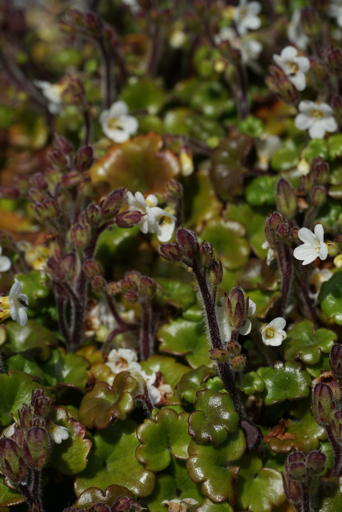 Romanzoffia tracyi (Tracy's mistmaiden), native California herb