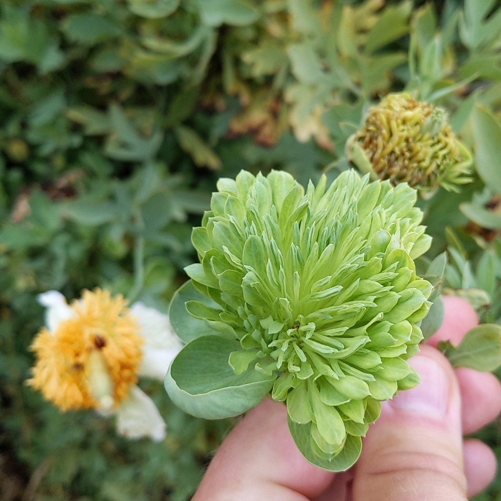Romneya coulteri (Coulter's matilija poppy), native California shrub