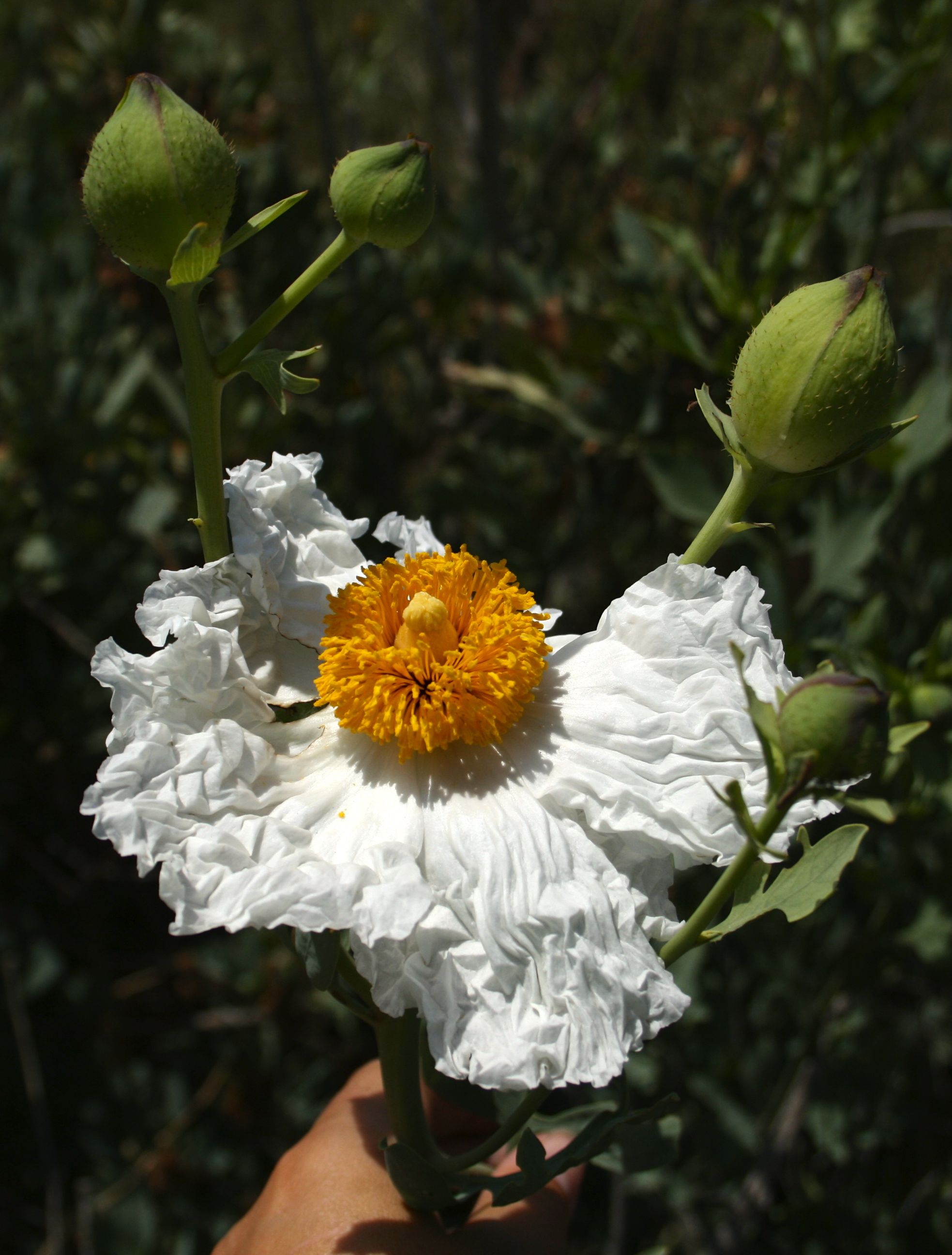 Romneya trichocalyx (Hairy matilija poppy), native California shrub