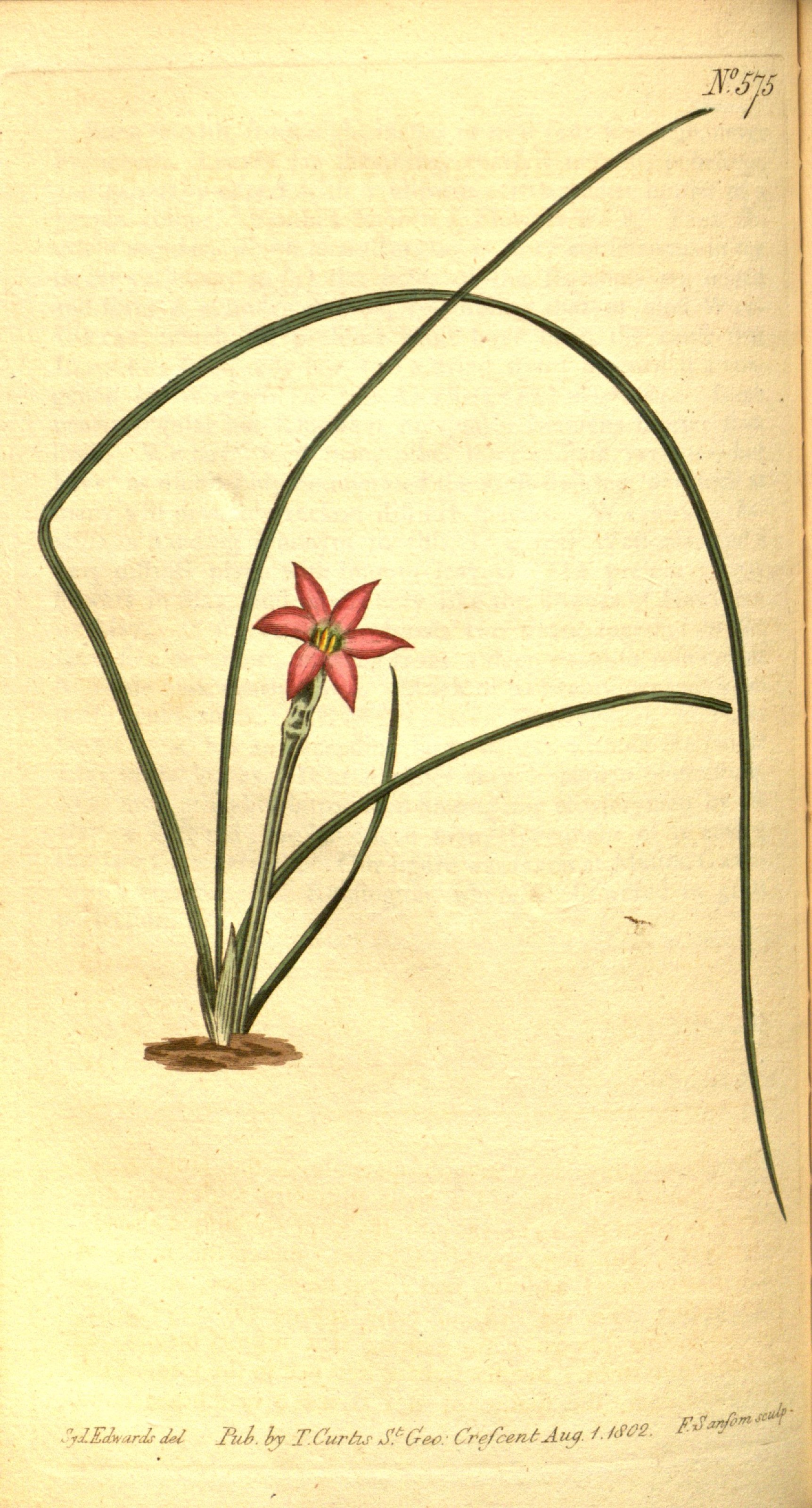Romulea rosea var. australis (Rosy sand crocus), non-native California herb