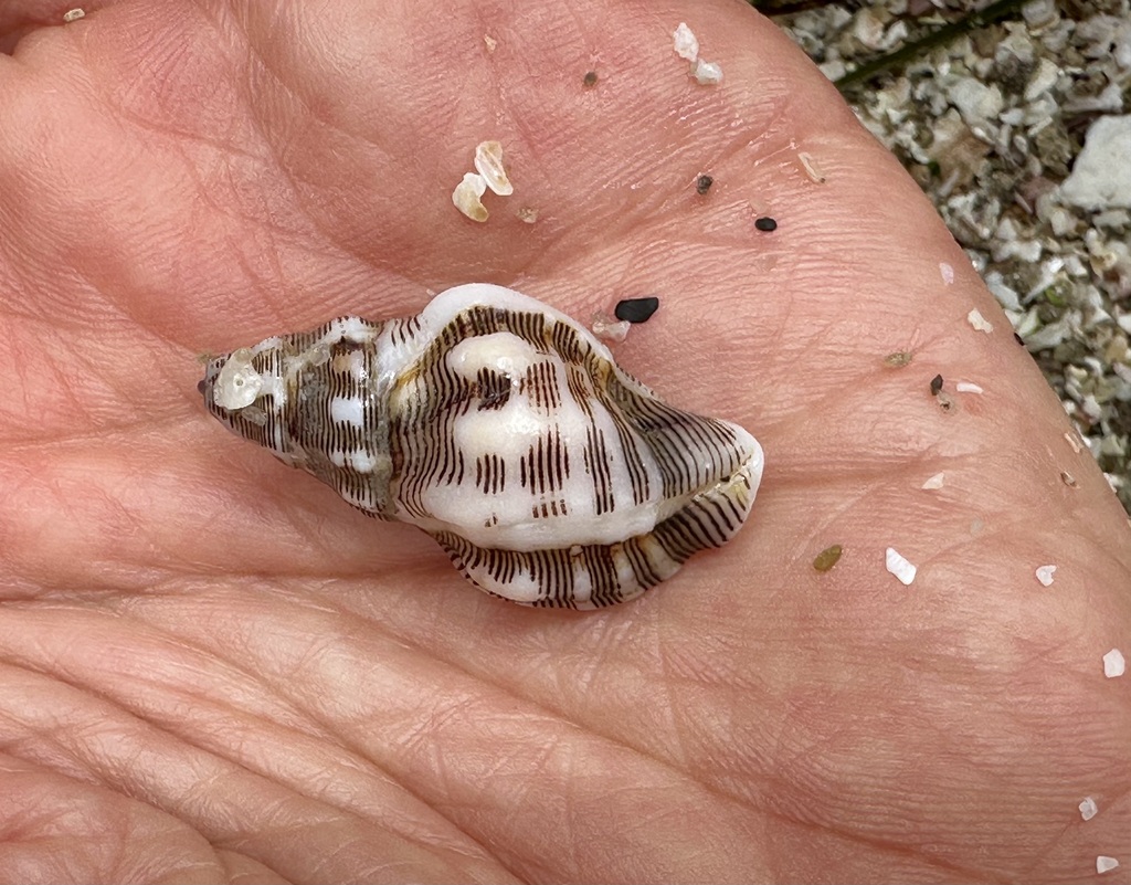 Roperia poulsoni (Poulson's Dwarf Triton), California species