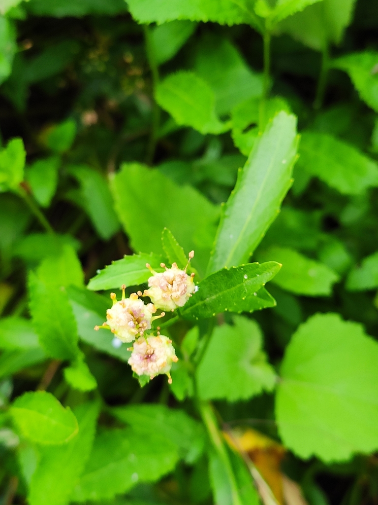 Rorippa austriaca (Austrian field-cress), non-native California herb