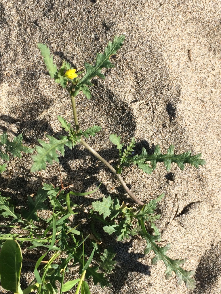 Rorippa columbiae (Columbia yellow cress), native California herb