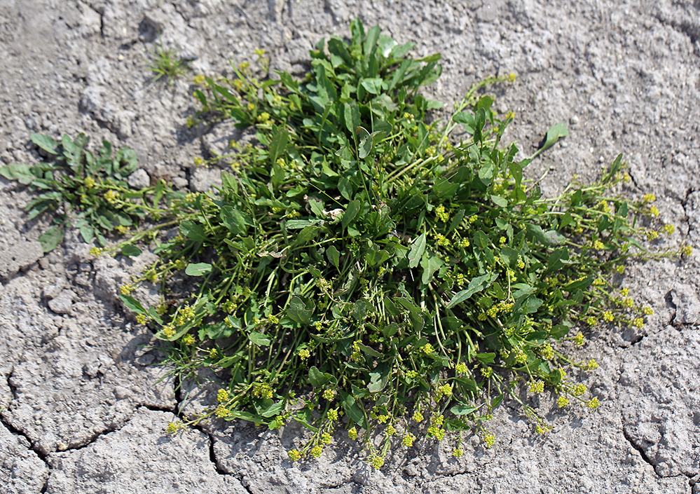 Rorippa curvipes (Bluntleaf yellow cress), native California herb