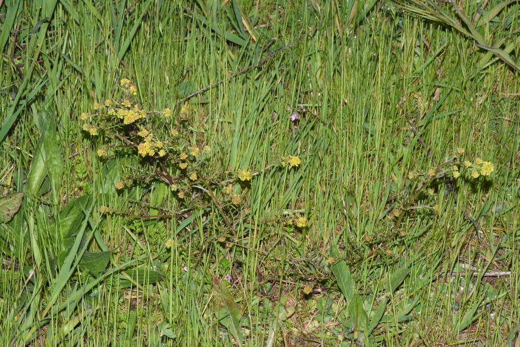 Rorippa curvisiliqua (Curvepod yellow cress), native California herb