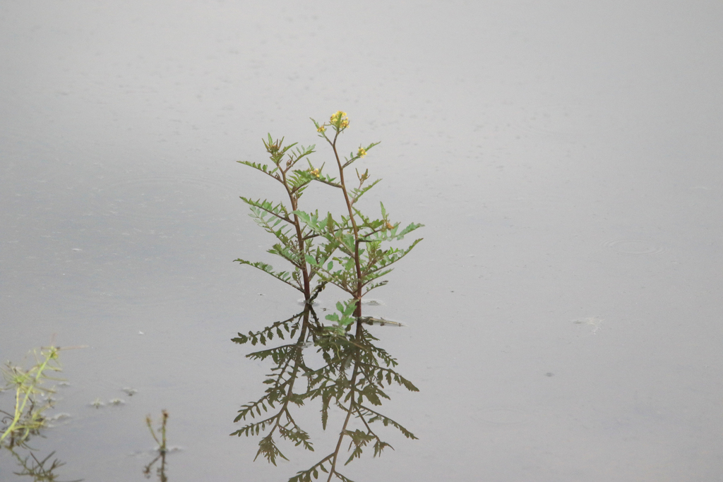 Rorippa palustris (Bog yellow cress), native California herb