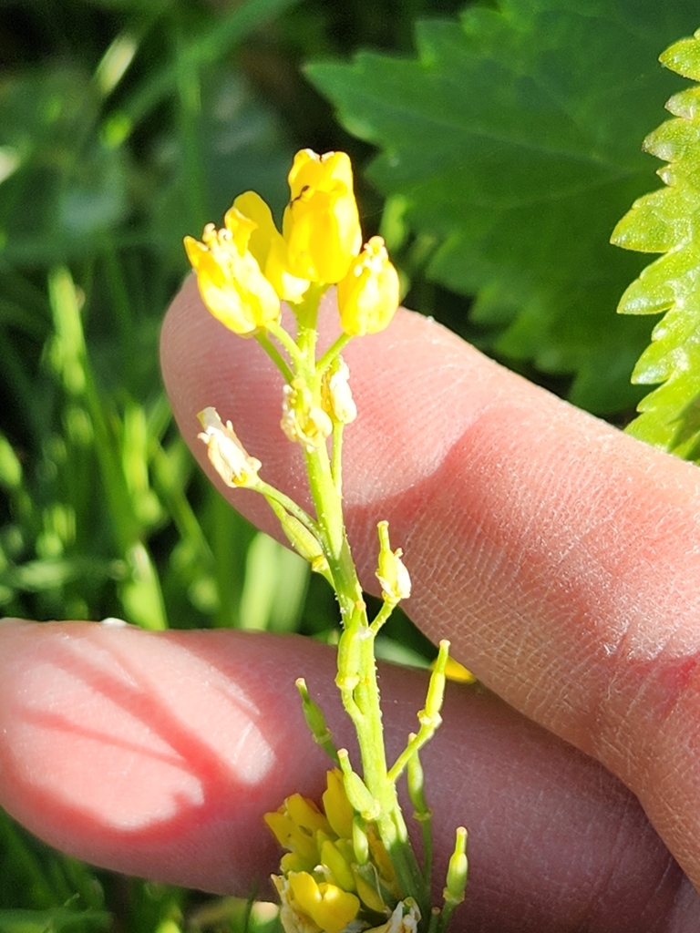 Rorippa sinuata (Spreading yellow cress), native California herb
