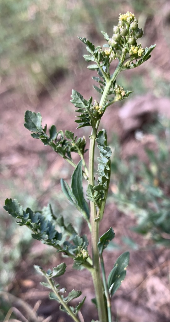 Rorippa sphaerocarpa (Round fruit yellow cress), native California herb