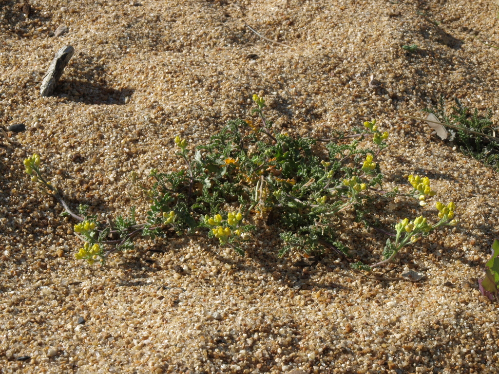 Rorippa subumbellata (Tahoe yellow cress), native California herb