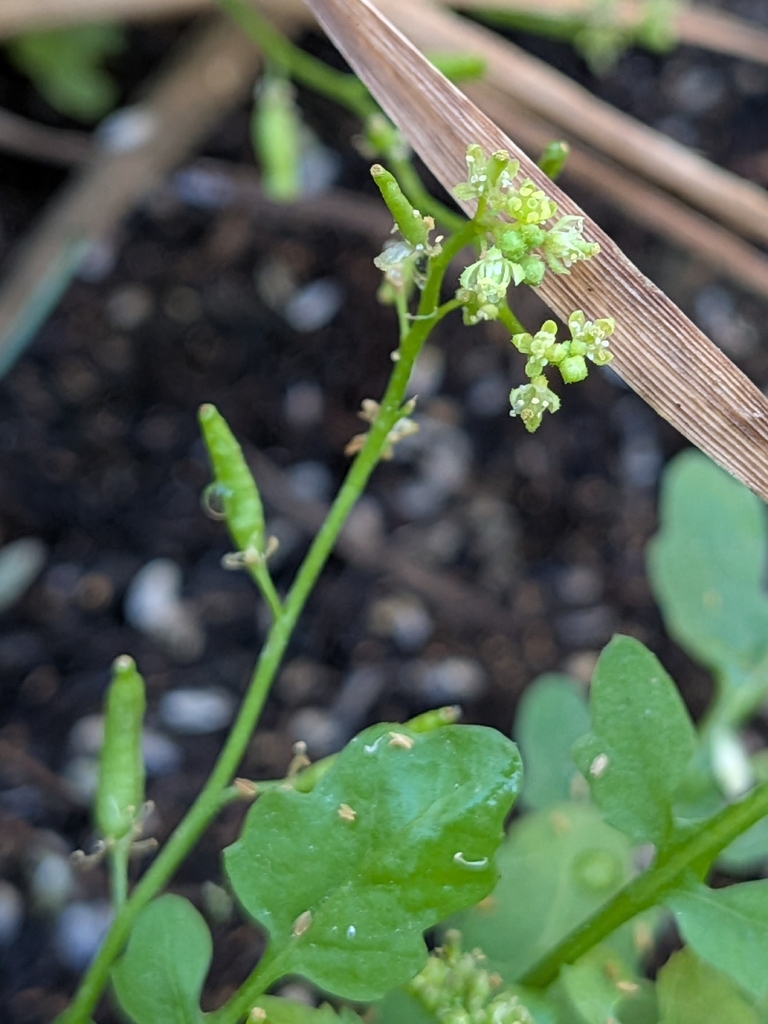 Rorippa tenerrima (Modoc yellow cress), native California herb