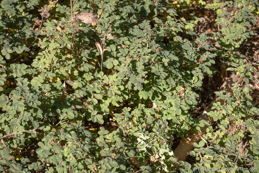 Rosa bridgesii (Sierran dwarf rose), native California subshrub