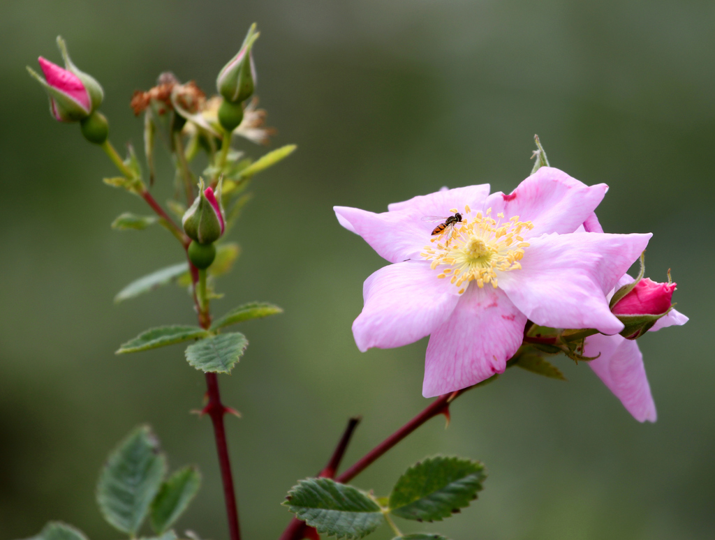Rosa californica (California rose), native California subshrub