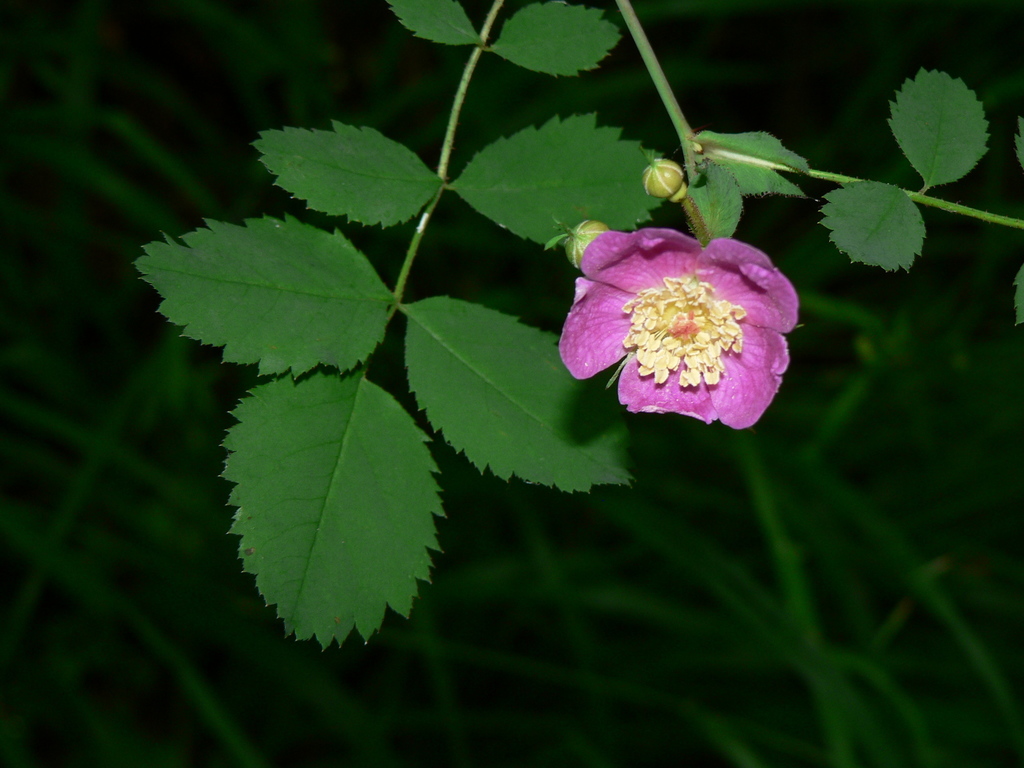 Rosa gymnocarpa (Wood rose), native California subshrub
