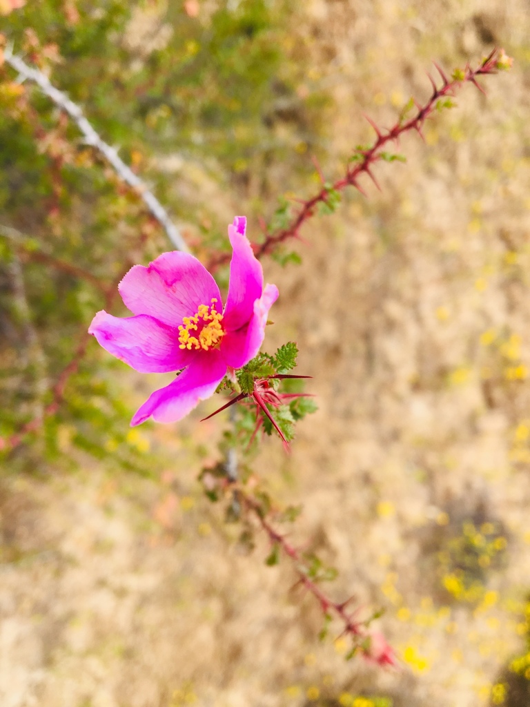Rosa minutifolia (Small-leaved rose), native California subshrub