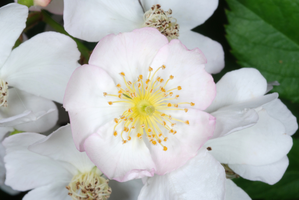 Rosa multiflora (Multiflora rosa), non-native California subshrub