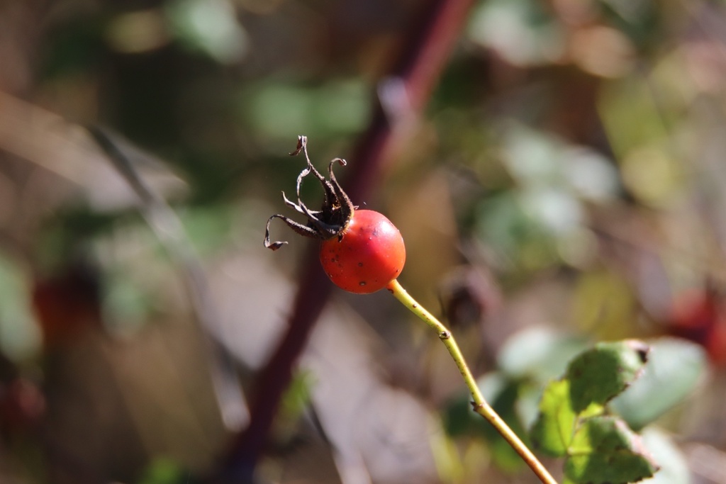 Rosa nutkana — parent species of Rosa nutkana subsp. macdougalii