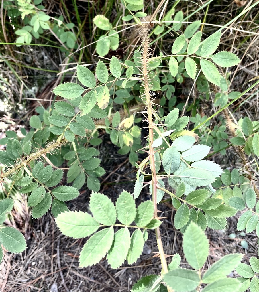 Rosa pinetorum (Pine rose), native California subshrub