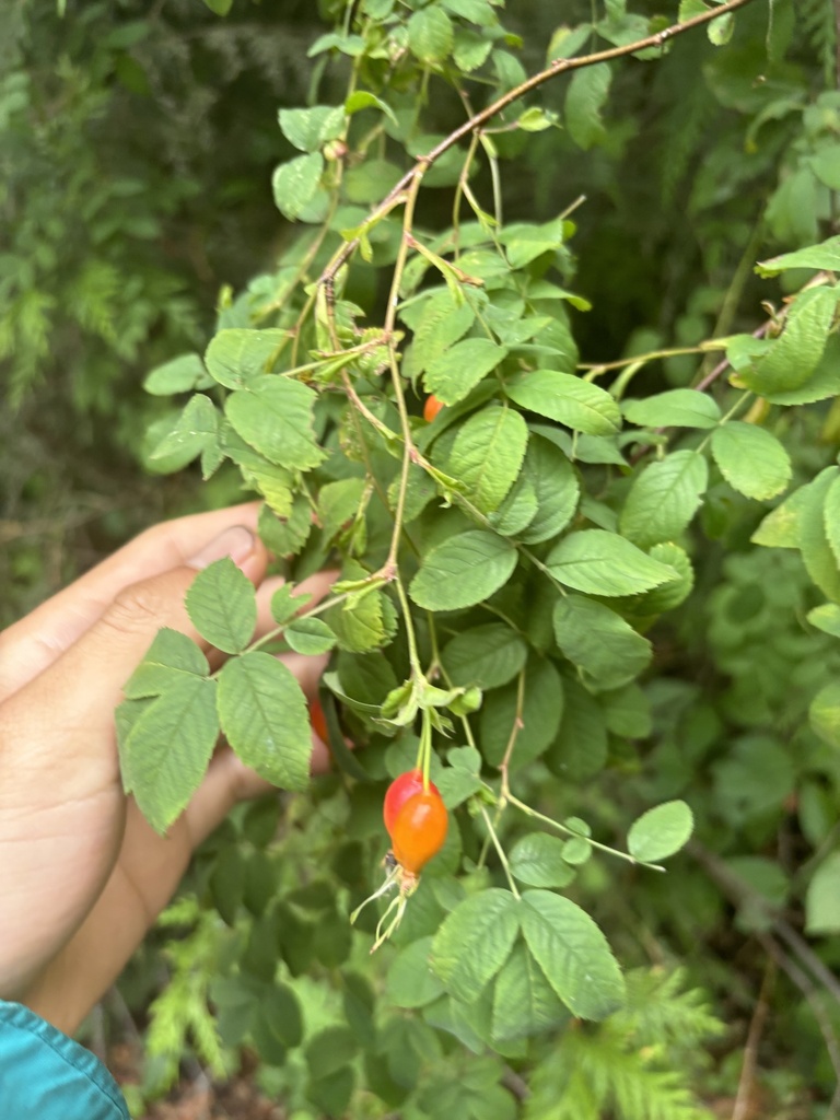 Rosa pisocarpa — parent species of Rosa pisocarpa subsp. ahartii