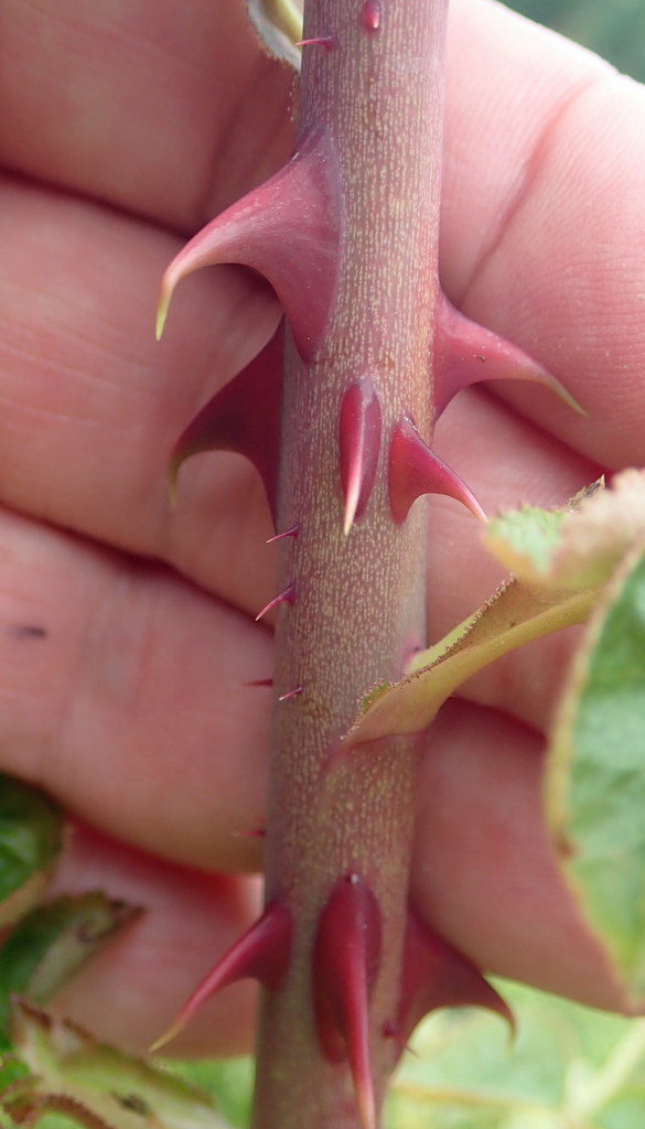 Rosa rubiginosa (Sweet-brier), non-native California subshrub