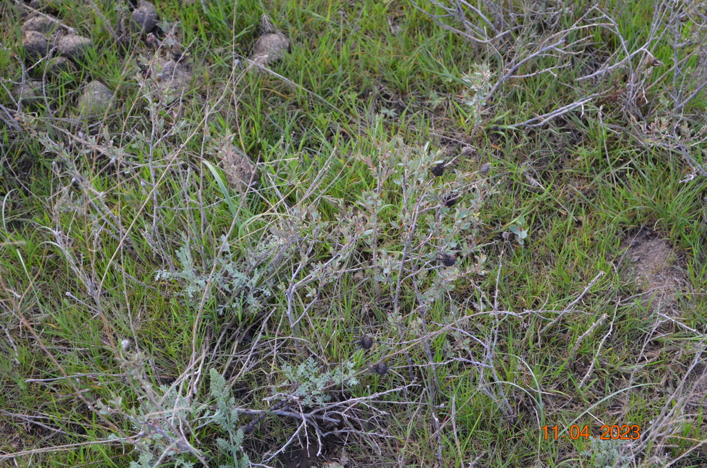 Rosa sp., non-native California shrub