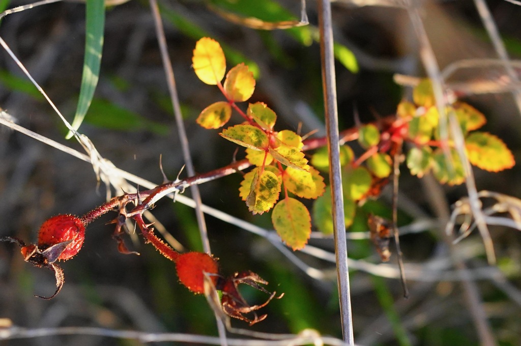 Rosa spithamea (Coast ground rose), native California subshrub