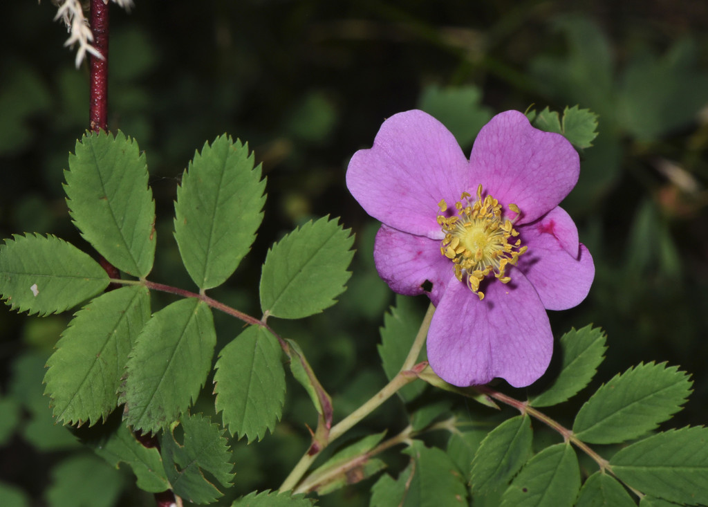 Rosa woodsii var. glabrata (Woods' rose), native California subshrub