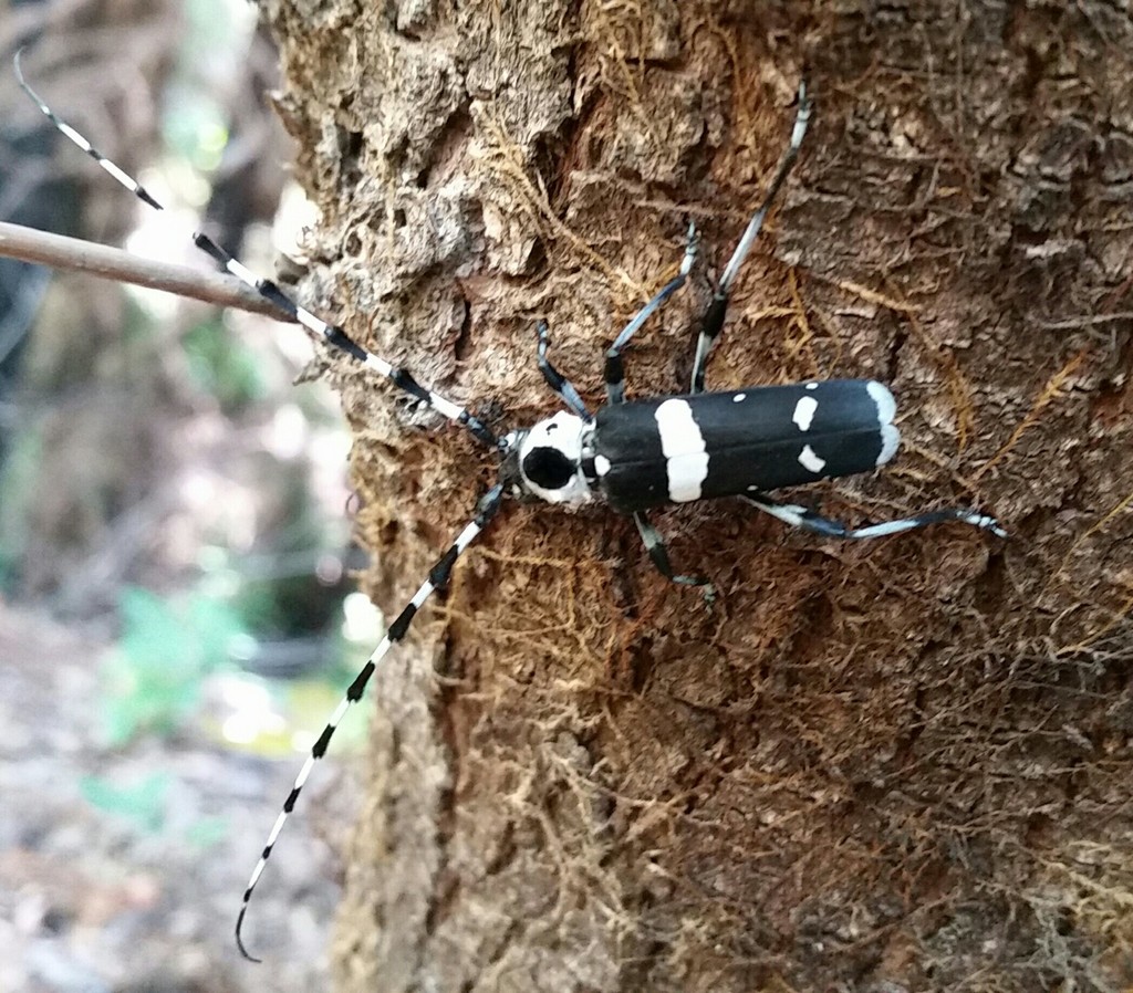 Rosalia funebris (Banded Alder Borer), California species